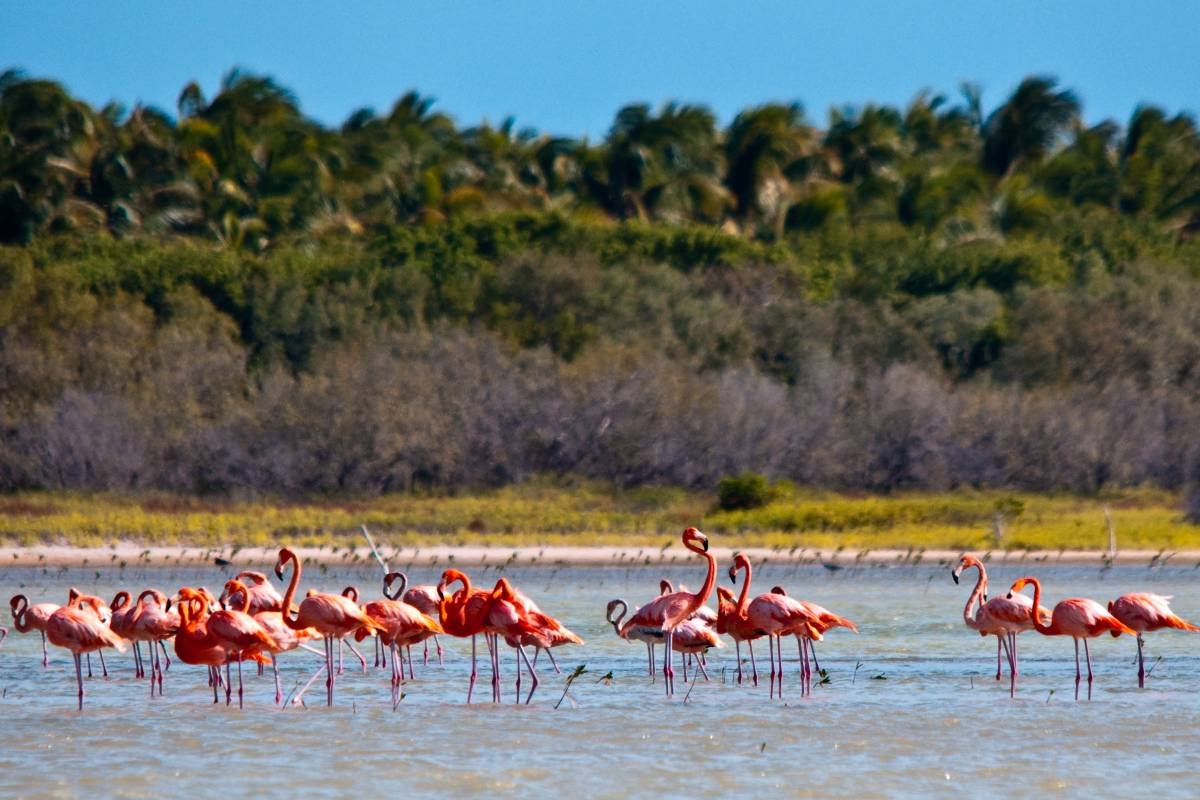 Flamingos-Oviedo-Lagoon-1