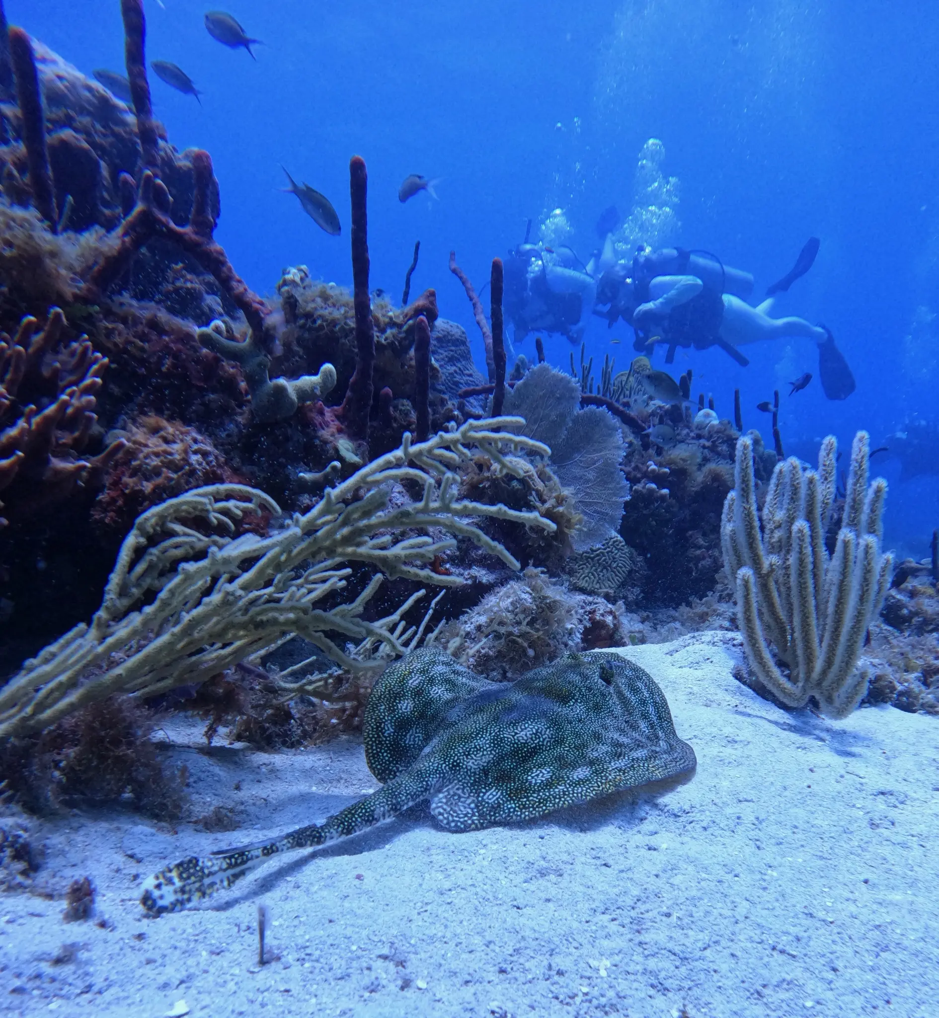 Peek Performance Buoyancy Course
