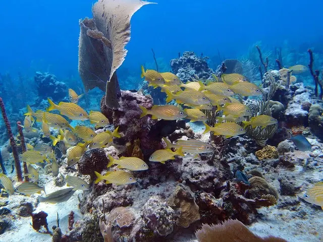 catalina island diving 1
