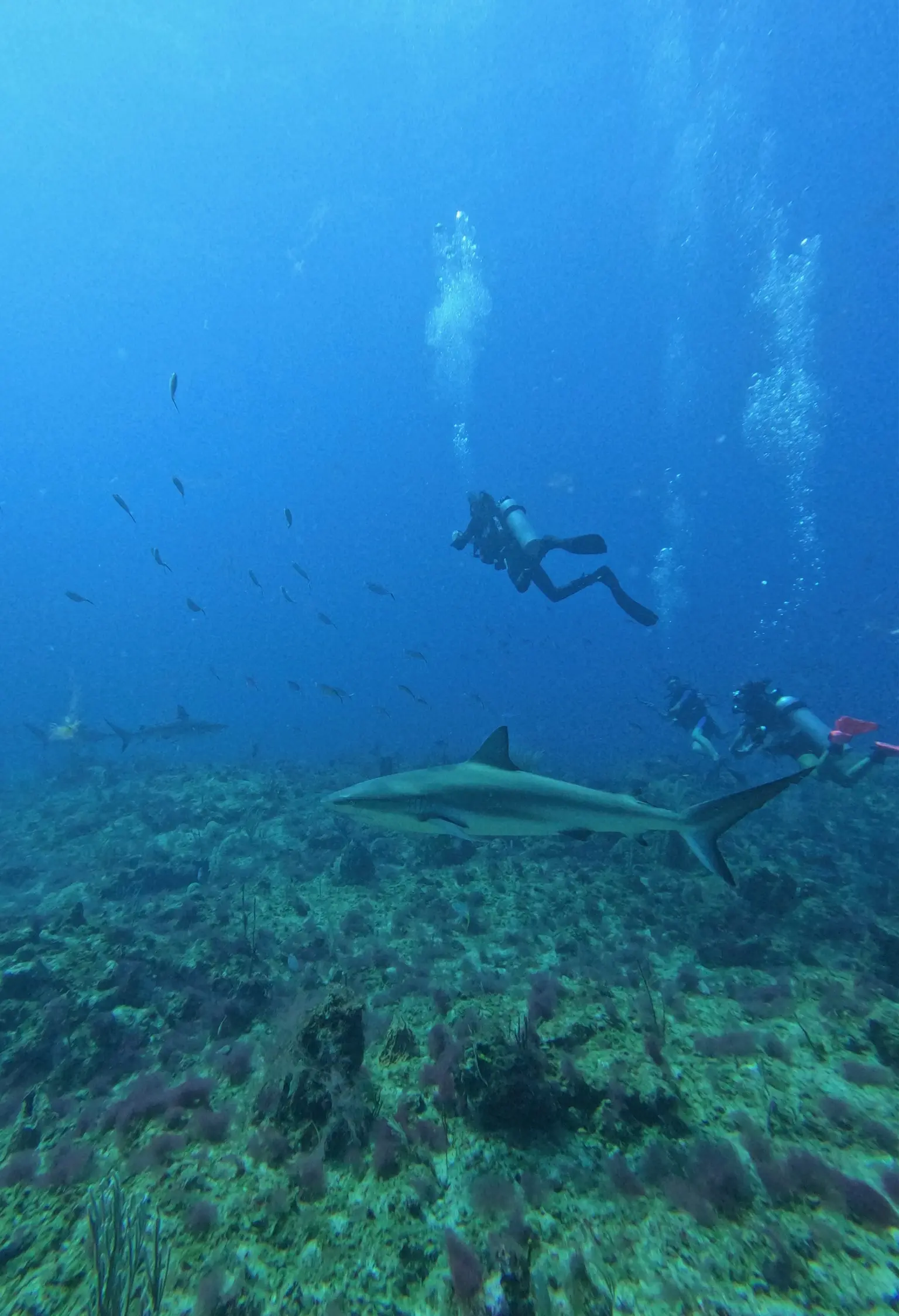 shaek dive 2