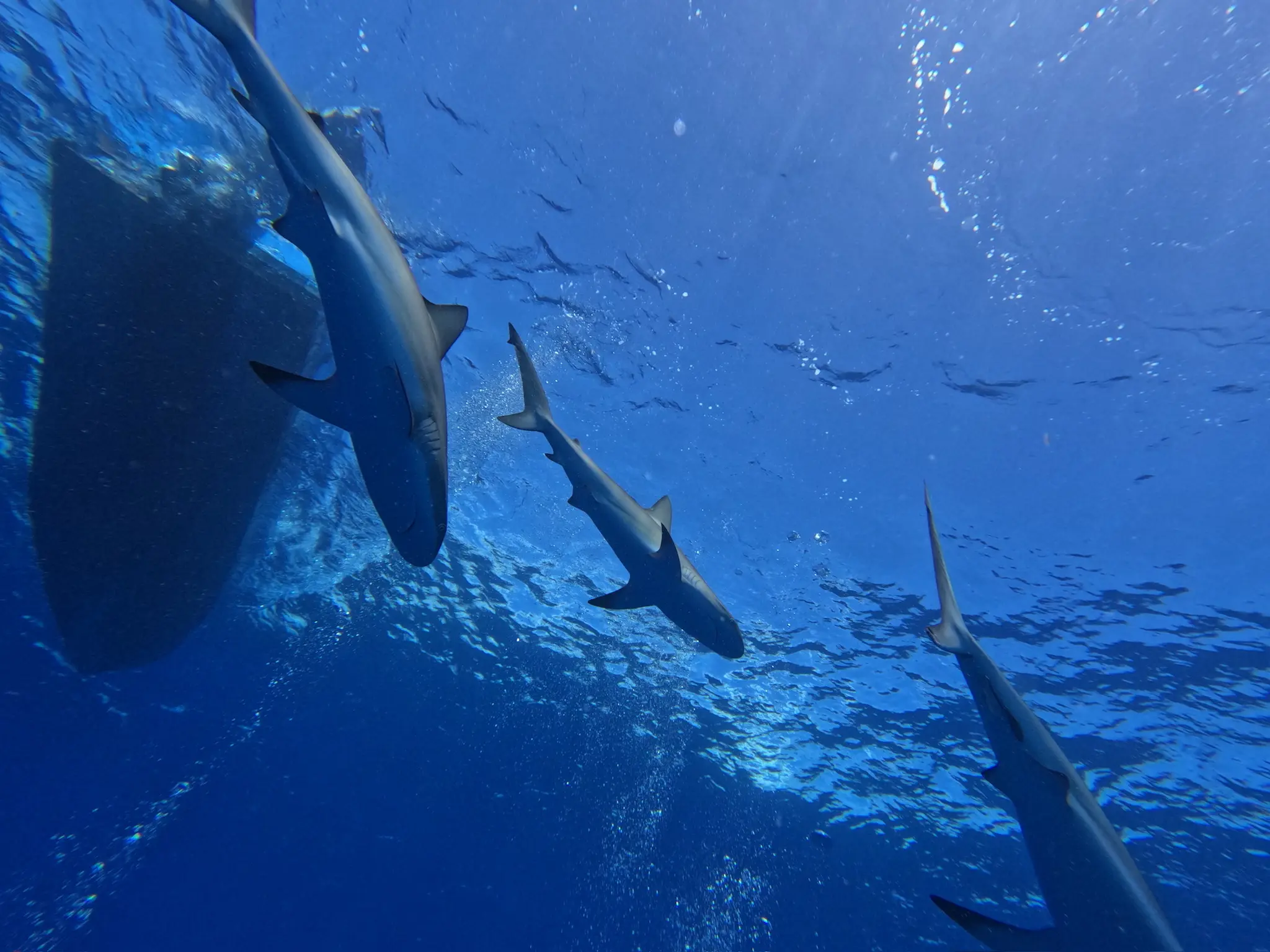 shark conservation diver2
