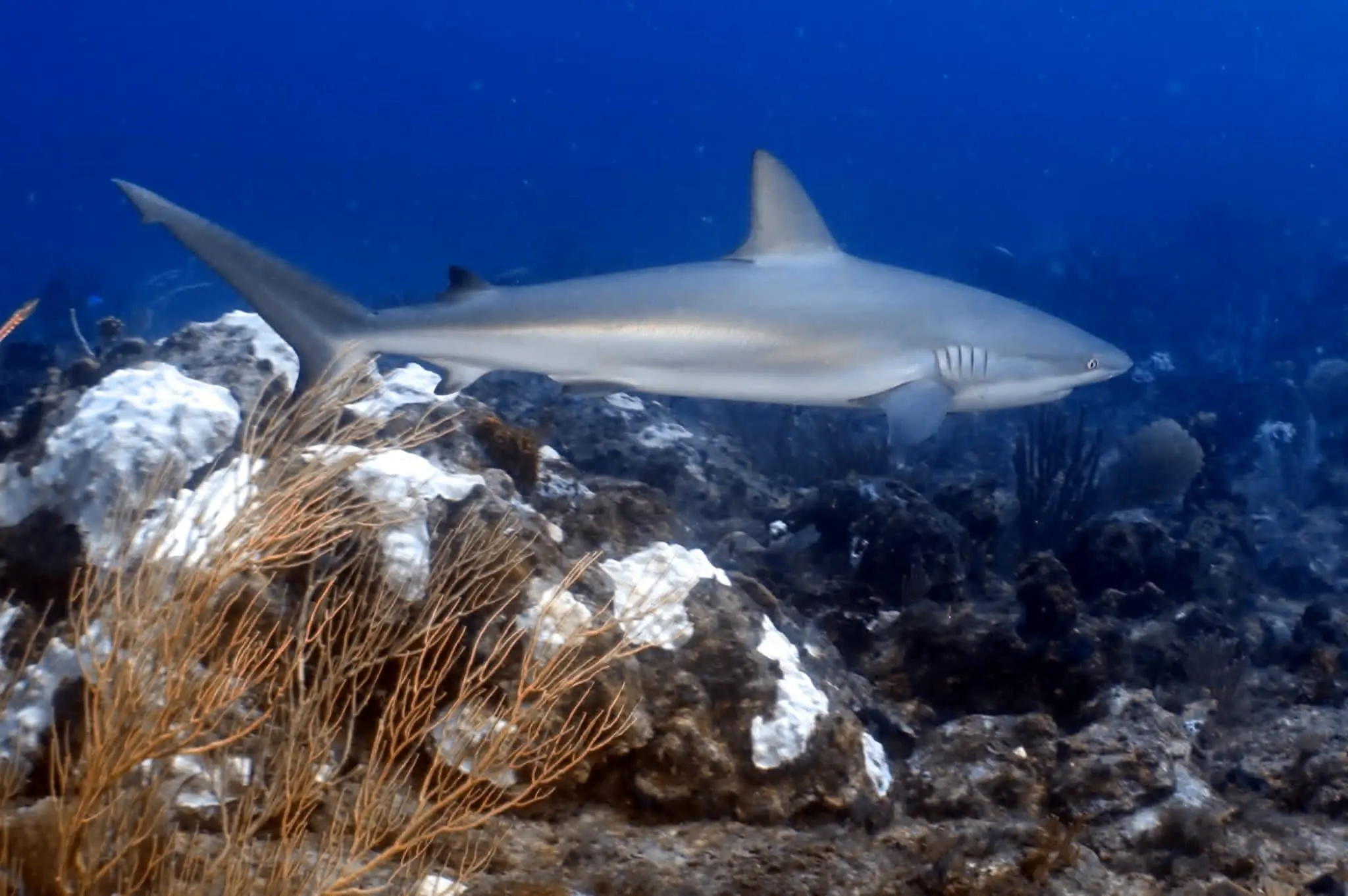 shark conservation diver3