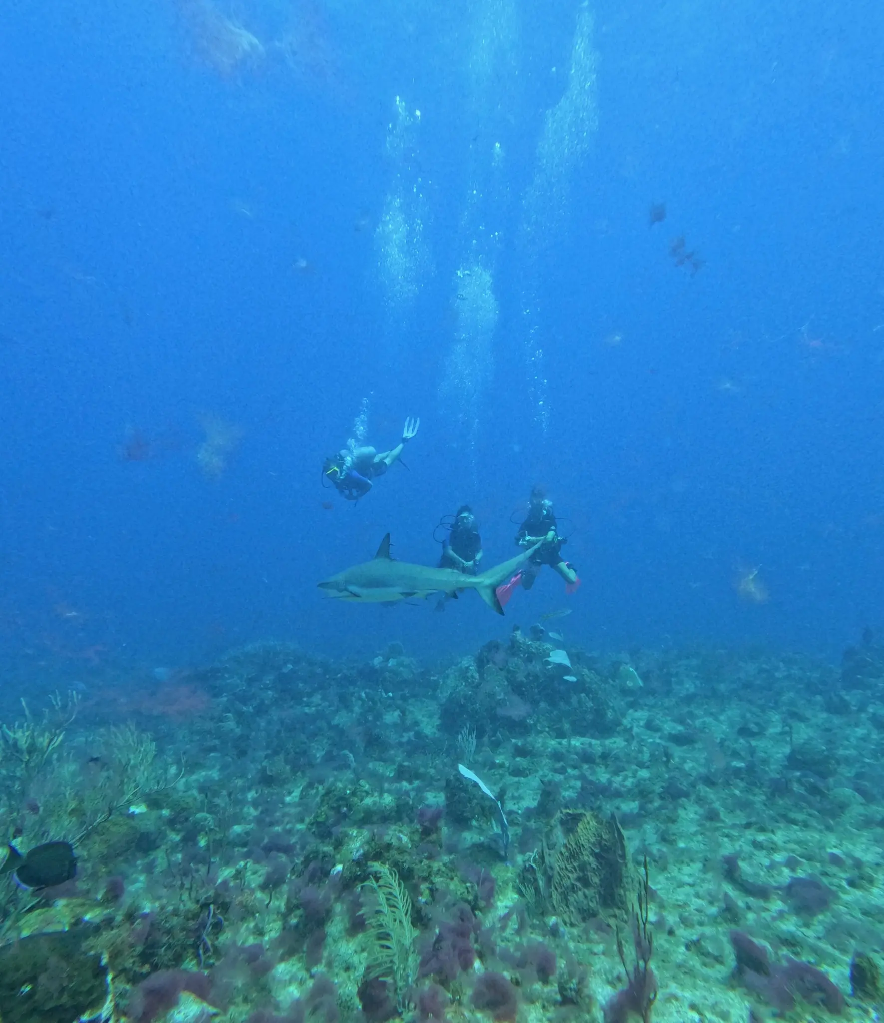 shark dive 1-1