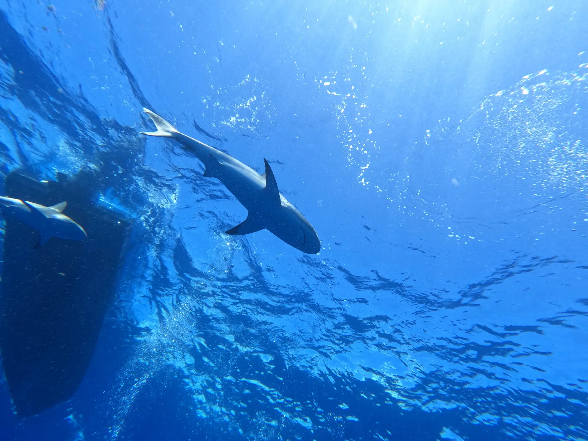 shark dive -1