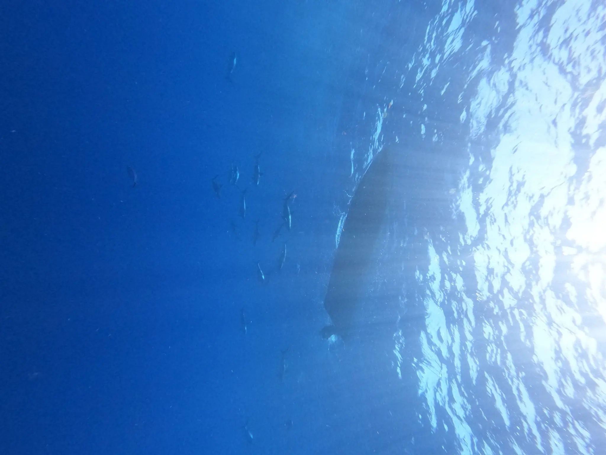 shark dive 3-1