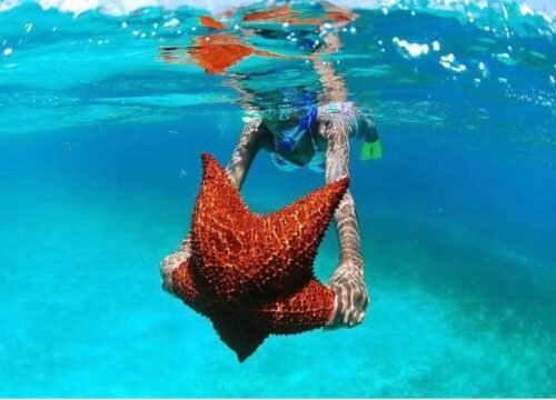 Saona Island Excursion from Punta Cana Guide