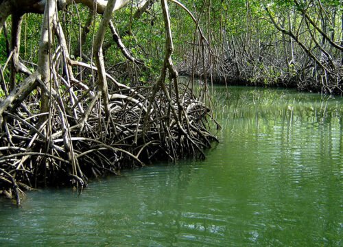Los Haitises National Park Tour Guide