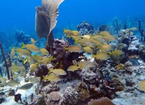 Can Beginners Try Scuba Diving? Start Here