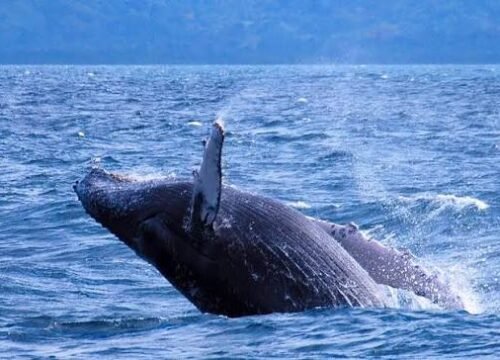When Is Whale Watching Best in the Dominican Republic?