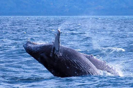 When Is Whale Watching Best in the Dominican Republic? 1