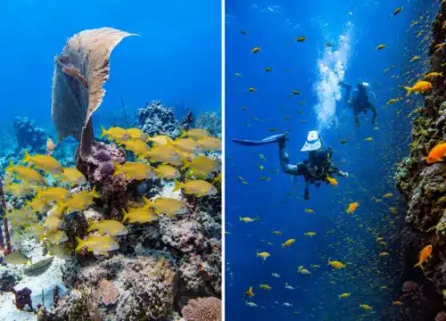Snorkeling Versus Scuba Diving Trips Compared